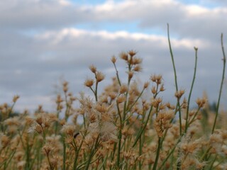 grass and sky