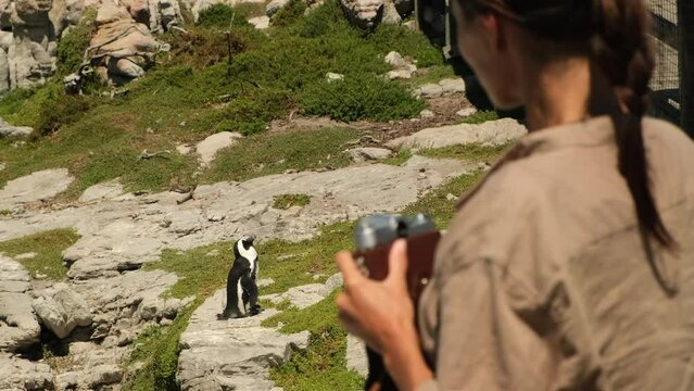 a female traveler in a safari hat with a camera takes a photo of a flock of penguins. African penguin on the sandy beach. Boulders colony. Cape Town. South Africa. vacation in africa traveling alone