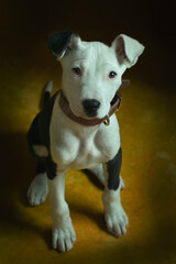 an adorable little puppy on a black background