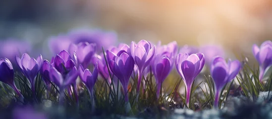 Fotobehang Spring crocus blossoms. vibrant purple crocus flowers with a soft-focus background. © nahij