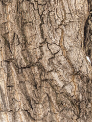 The texture of the bark of an old willow. Detailed bark texture. Natural background