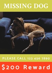 Composition of poster with missing cat text over dog lying on sofa on green background