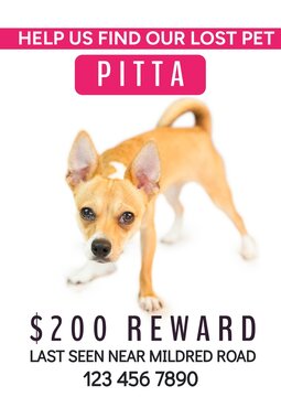 Composition of help us find our lost pet pitta text over dog on white background