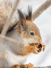 The squirrel with nut sits on tree in the winter or late autumn