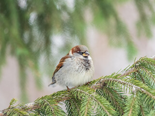Sparrow sits on a fir branch in the sunset light.