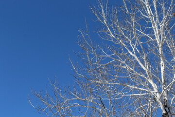 Cielo azul con ramas de arboles de color gris. 