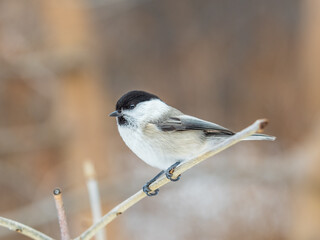 Cute bird the willow tit, song bird sitting on a branch without leaves in the winter.