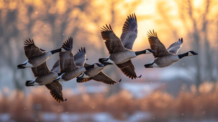 Flock of geese flying at sunset with warm light filtering through trees in the background. - obrazy, fototapety, plakaty