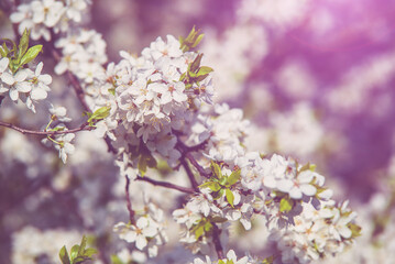 Fototapeta premium Cherry blossom branch in the garden in spring 
