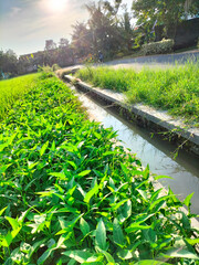View  Leaves Of Kangkung Or Ipomoea Aquatica. Kangkung is widely found in the Asian region and is a plant that can be found almost everywhere, especially in watery areas.

