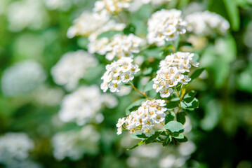Spirea bushes bloom in the spring in May
