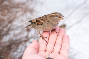 A sparrow sits on a man's hand and eats seeds.