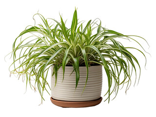 Spider Plant in the pot isolated on a transparent background 