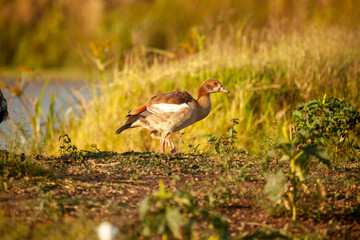 Alopochen aegyptiaca or Egyptian Goose in Kenya