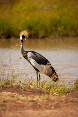 The gray crowned crested Crane National symbol and the national bird of Uganda.