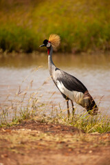 The gray crowned crested Crane National symbol and the national bird of Uganda.