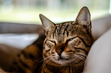 Peacefully Stray Cat Looked You