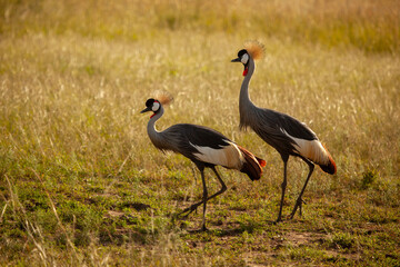 Obraz na płótnie Canvas The gray crowned crested Crane National symbol and the national bird of Uganda.