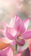 Fototapeta premium Close-up of a delicate lotus flower petal against a blurred background bathed in sunlight. Lotus petal with graceful texture and soft tone of natural beauty.