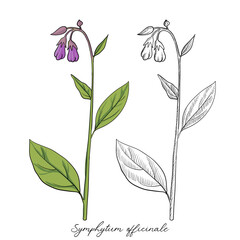 vector drawing comfrey, Symphytum officinale, hand drawn illustration of medicinal plant