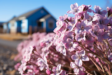 Pink flowers of valerian (Valeriana officinalis) plant - obrazy, fototapety, plakaty
