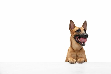 Young Belgian Shepherd Malinois Is Posing Cute Doggy Pet Is Playing Running Looking Happy Isolated White Background 2