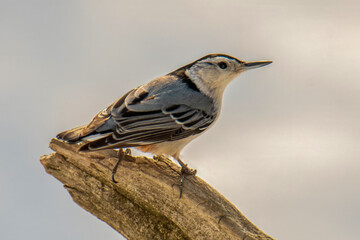 Nut hatch on a branch