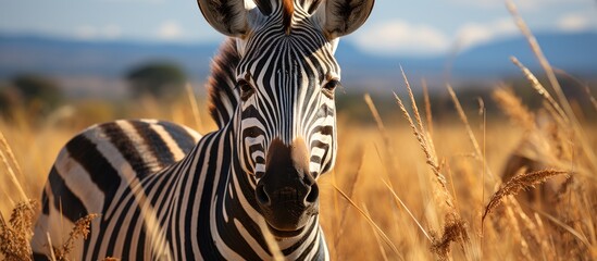 Zebra in the Moremi Game Reserve