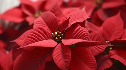 Poinsettia flower isolated on a white background AI generative