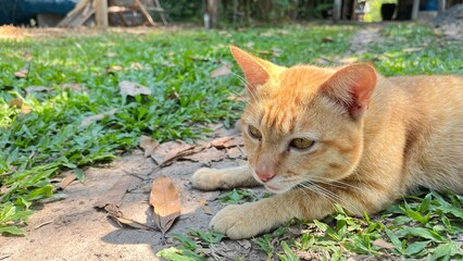 cat on the grass - 748437600
