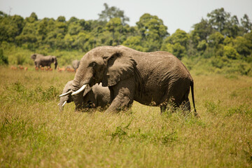 Naklejka na ściany i meble Elephant on savanna, Kenya, Africa.