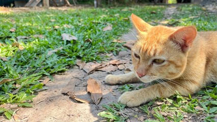 cat in the garden - 748437861