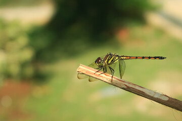 dragonfly insect perched on a branch of a plant. dragonfly insect with the Latin name Agrionoptera. agrionoptera dragonfly from libellulidae family