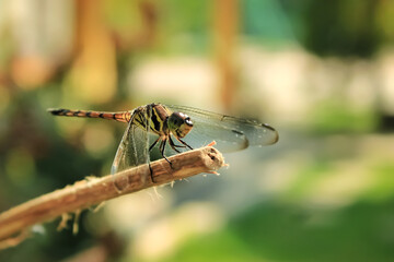 dragonfly insect perch on a branch of a plant. Dragonfly insect with the Latin name Agrionoptera. agrionoptera dragonfly from libellulidae family