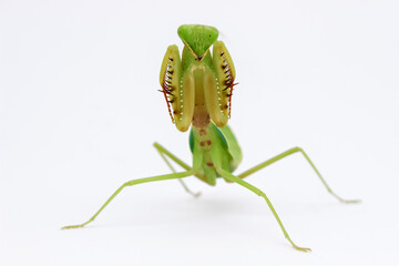 Praying mantis isolated on white. Praying mantis is invertebrate insects. Praying mantis have latin...