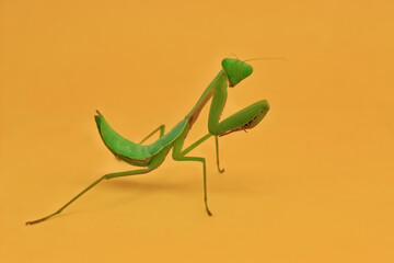 Praying mantis on isolated background. Praying mantis is invertebrate insects. Praying mantis have latin name Mantodea dyctyoptera. praying mantis has green color.