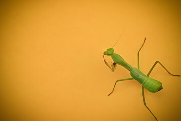 Praying mantis animal insect isolated background