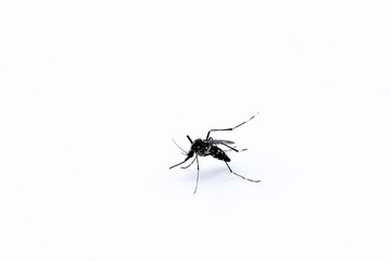 animal insect mosquito with close up shot macro photography on isolated white background