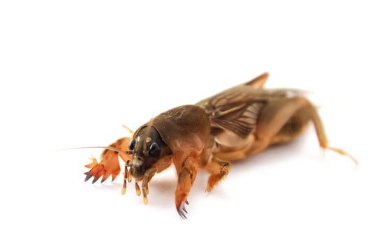 mole cricket have latin named neocurtilla hexadactyla. mole cricket insect neocurtilla from gryllotalpidae. mole cricket neocurtilla animal call gryllotalpa gryllotalpa. mole cricket isolated on white