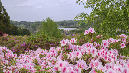 五大尊つつじ公園のピンクのツツジ（Rhododendron...