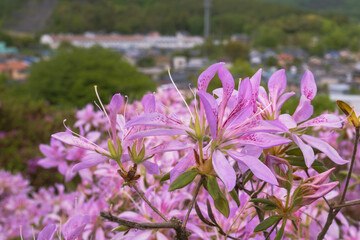 五大尊つつじ公園のモチツツジ（Rhododendron...