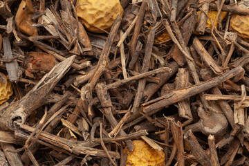 Close-up of Dry Organic Yellow - Berried Nightshade or Kantakari (Solanum virginianum) herb, Full-Frame wallpaper. Top View
