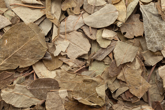 Close-up of Dry Organic Moringa (Moringa oleifera) leaves, Full-Frame wallpaper. Top View