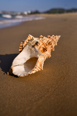 Fototapeta na wymiar A SHELL ON THE BEACH