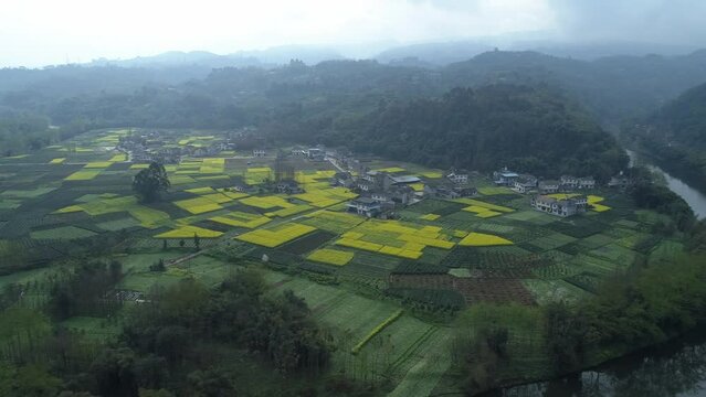 aerial view of spring rural contryside landscape with blooming rapeseed flower field