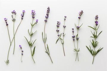 Delicate lavender sprigs laid out on a stark white backdrop