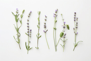 Delicate lavender sprigs laid out on a stark white backdrop