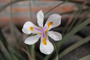 Flor blanca de 6 pétalos, Dientes iridioides. originaria de Etiopía hasta el sur de África.​