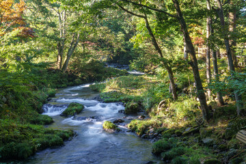 Obraz premium 森の合間を流れる小さな清流