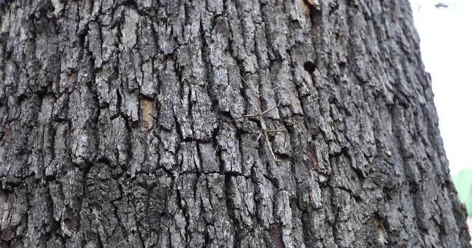 Walking stick insect climbing a tree
